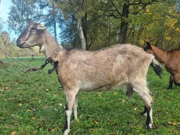 Ziege, Alpine goat
