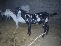 Cabro, Beetal goats — foto 5