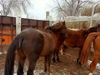 حصان, Kazakh horse — الصورة 4
