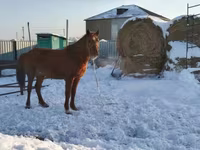 Stute, Kazakh horse — Foto 1