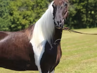 Horse (M), Tennessee Walking Horse — photo 7