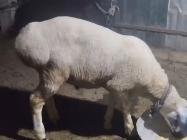 Ram, Sheep