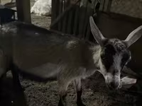 عنزة, Saanen goat — الصورة 6