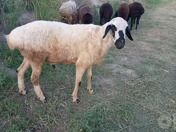 मेढ़ा, Blackheaded Persian sheep