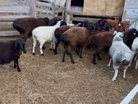 كبش, Hissar sheep — الصورة 4