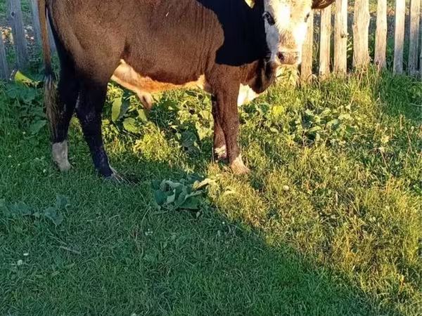 Bulle, Kasachische Weißkopfkuh