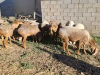 Ovejas (lote, sexo no especificado), Hissar sheep — foto 2