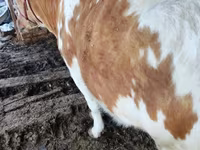 公牛, Simmental cattle — 照片 5