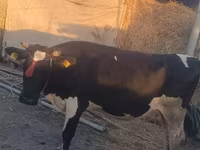 Vaca, Yak salvaje — foto 1