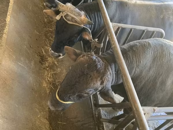 公牛, Swiss cattle