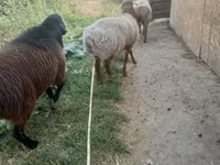 كبش, Rhon sheep — الصورة 2