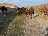 Camel, Camels — photo 3