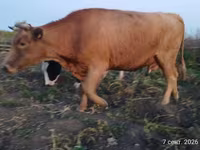 بقرة, Swiss cattle — الصورة 2