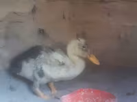 Chickens — Foto 1