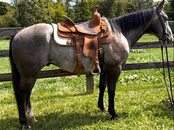 Horse (M), Quarter Horse