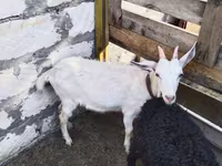 عنزة, Saanen goat — الصورة 2