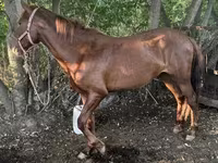 حصان, Kazakh horse — الصورة 1