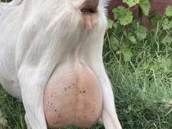 عنزة, Saanen goat