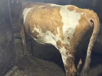 母牛, Swiss cattle — 照片 4