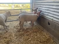 Ram, Charollais sheep — photo 2