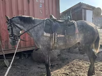 Hengst, Orlov Trotter — Foto 7