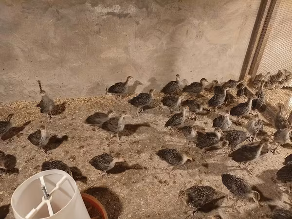Широкий белый крупноплодный