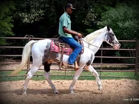 घोड़ा, National Show Horse — फ़ोटो 7