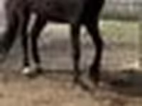 Mare, Orlov Trotter — photo 6