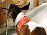 Horse (M), Miniature horse — photo 4
