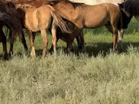 حصان, Kazakh horse — الصورة 6