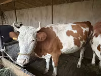 Kuh, Latvian Blue cattle — Foto 1