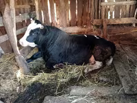 Toro, Vaca kazaja de cabeza blanca — foto 1