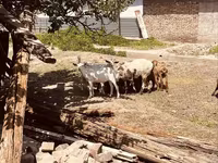 تيس, Alpine goat — الصورة 6