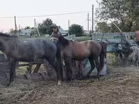 Caballo, Caballos — foto 4
