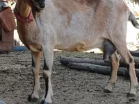 बकरी, Alpine goat — फ़ोटो 2