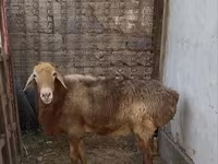 كبش, Edilbay sheep — الصورة 1