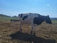بقرة, Simmental cattle — الصورة 3