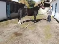 Yegua, Caballos — foto 1
