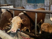Bulle, Latvian Blue cattle — Foto 7