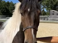 Hengst, American paint horse — Foto 5