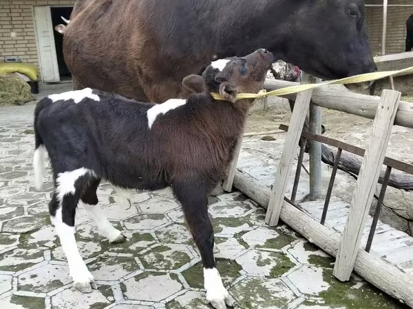 Vaca, Ganado vacuno