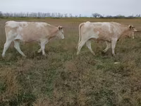ثور, Simmental cattle — الصورة 1