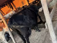 Vaca, Latvian Blue cattle — foto 4