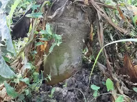 Բազուկ, ճակնդեղ, անասնակեր — الصورة 2