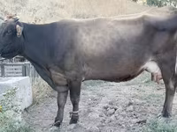 母牛, Cattle — 照片 1