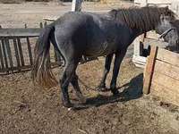 Caballo, Caballos — foto 2