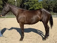 Caballo, Caballos — foto 2