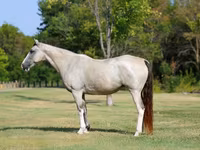 Mare, Skyros Pony — photo 2