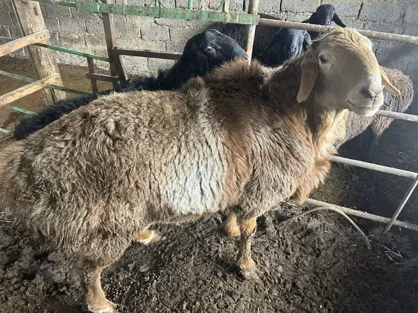 Ovejas (lote, sexo no especificado), Arashan sheep