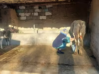 بقرة, Latvian Blue cattle — الصورة 2